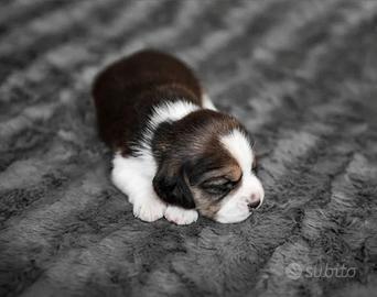 Femminuccia Beagle tricolore