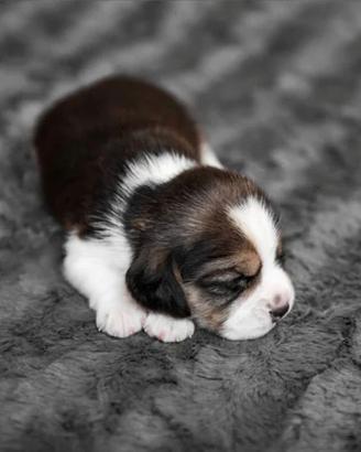 Femminuccia Beagle tricolore