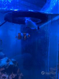 Coppia pesci pagliaccio