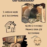 Cuccioli di gerbillo disponibili
