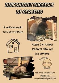 Cuccioli di gerbillo disponibili
