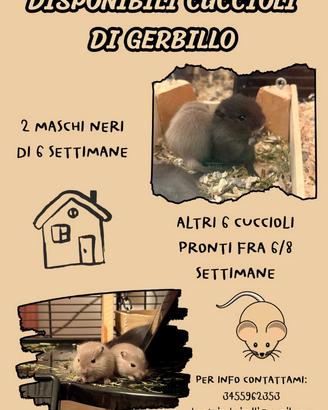 Cuccioli di gerbillo disponibili