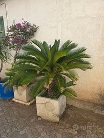 Piante  cicas