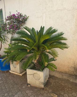 Piante  cicas