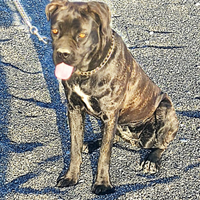 Adozione cucciola di cane corso