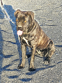 Adozione cucciola di cane corso