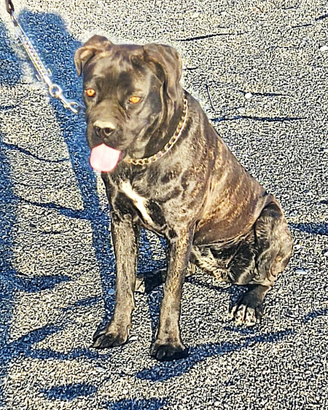 Adozione cucciola di cane corso