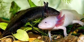 Axolotl adulti coppia