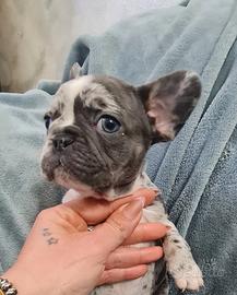Bulldog francese