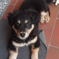 Cucciola meticcia