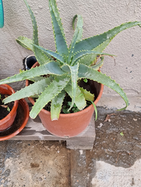 VivaioPiante grasse anche in vasi di creta