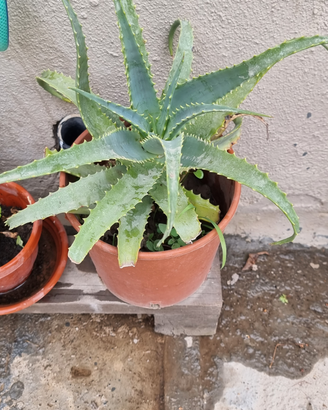 VivaioPiante grasse anche in vasi di creta