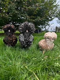 Gallina padovana