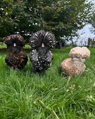 Gallina padovana