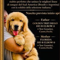 Golden retriever americano
