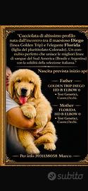 Golden retriever americano