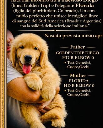 Golden retriever americano