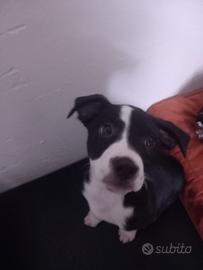 Cucciola di simil labrador e red nous