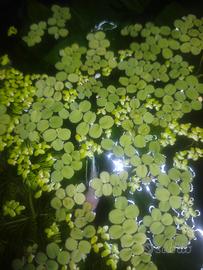 piante galleggianti per acquario