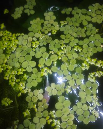 piante galleggianti per acquario