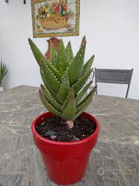pianta aloe