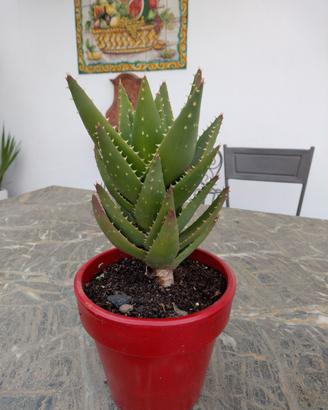 pianta aloe