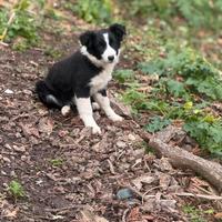Cucciola di border collie