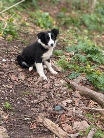 Cucciola di border collie