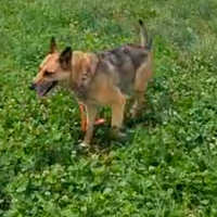 Femmina di quasi 6 anni