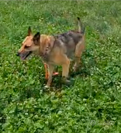 Femmina di quasi 6 anni