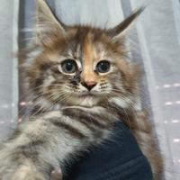 Maine coon gattine