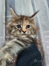 Maine coon gattine
