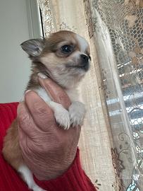 Chihuahua taglia piccola 2mesi vaccino