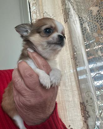Chihuahua taglia piccola 2mesi vaccino