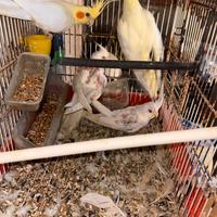 Coppia lutina con figli albini