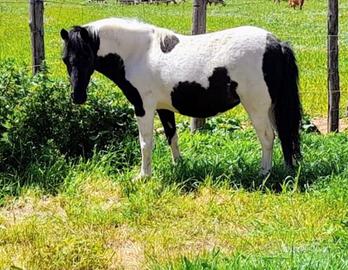 Pony femmina