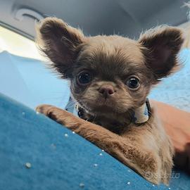 Chiwawa pelo lungo lillac rarissimo