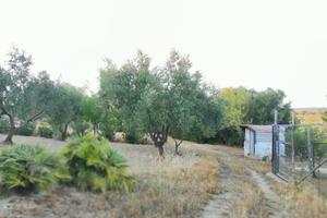 Terreno agricolo