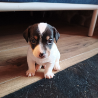 Cuccioli jack Russell