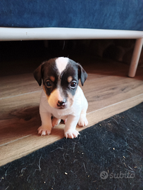 Cuccioli jack Russell