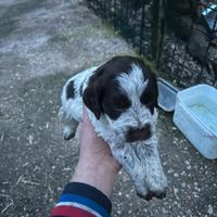 Tartufi cani da tartufo bracco/lagotto