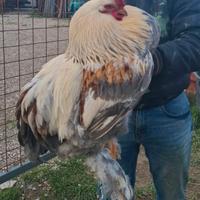 Brahma