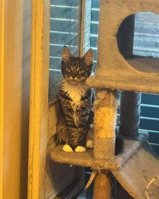 Maine coon