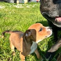 Staffordshire Bull terrier