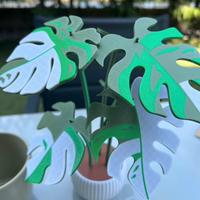 Pianta monstera variegata con sottobicchieri