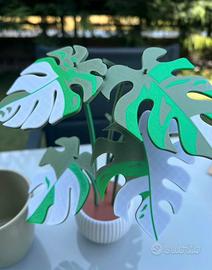 Pianta monstera variegata con sottobicchieri