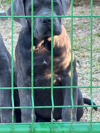 Cucciola grigia cane corso