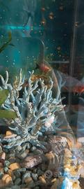 Avannotti platy