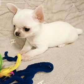 CHIHUAHUA TOY CUCCIOLO DISPONIBILE - Pag rate