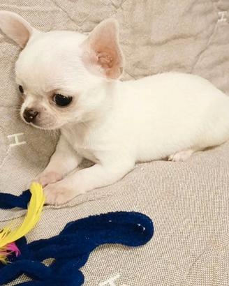 CHIHUAHUA TOY CUCCIOLO DISPONIBILE - Pag rate